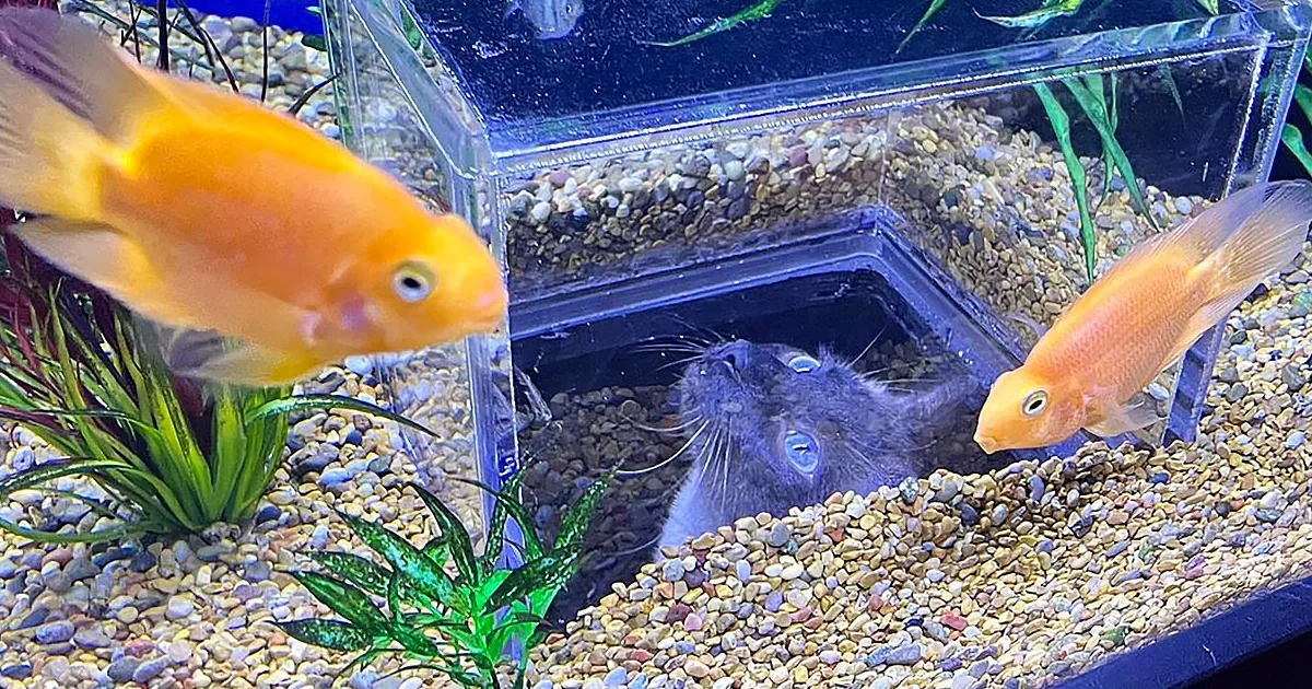 A hamster peers out from a fish tank, surrounded by gravel and two goldfish.
