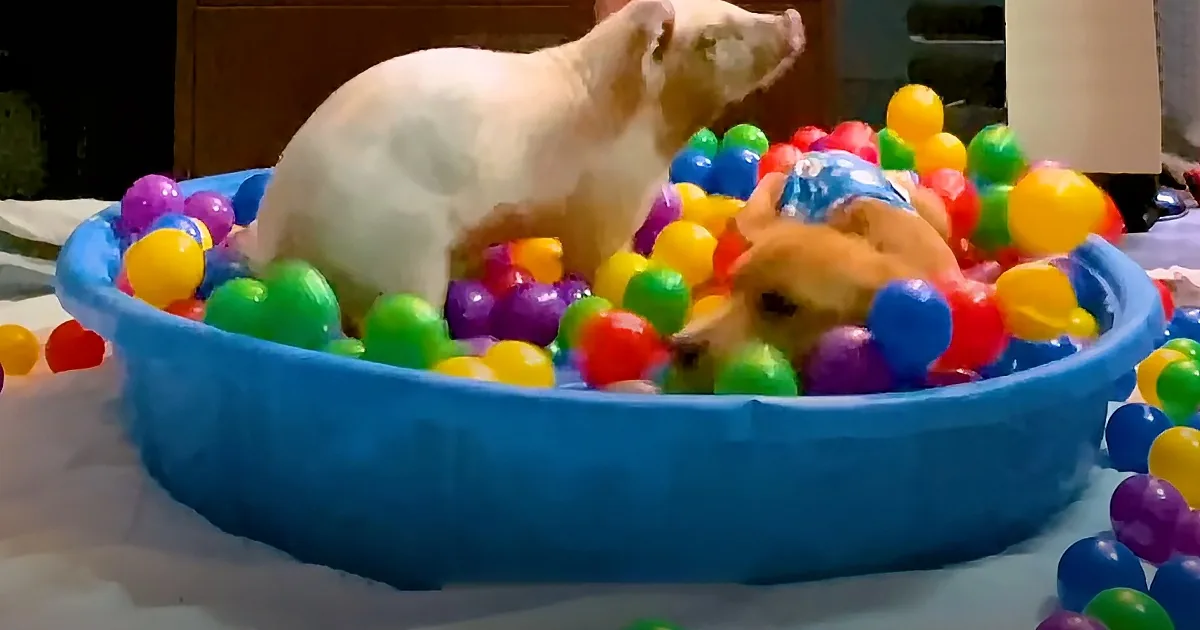 Fragile puppy and baby pig