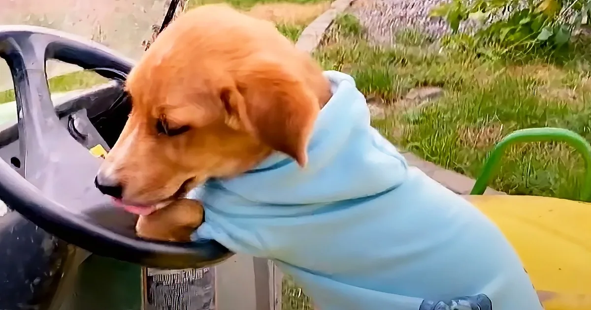 A golden retriever puppy wearing a light blue hoodie leans on a steering wheel, tongue out, in a grassy outdoor setting.
