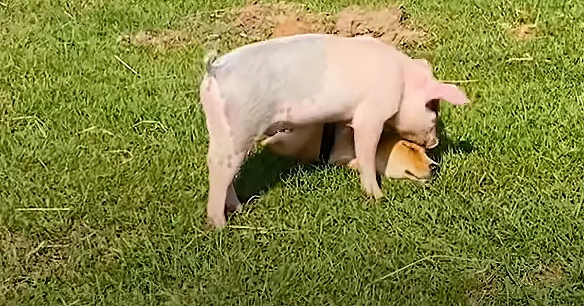 Fragile Puppy and Baby Pig Make Perfect Lifelong Friends