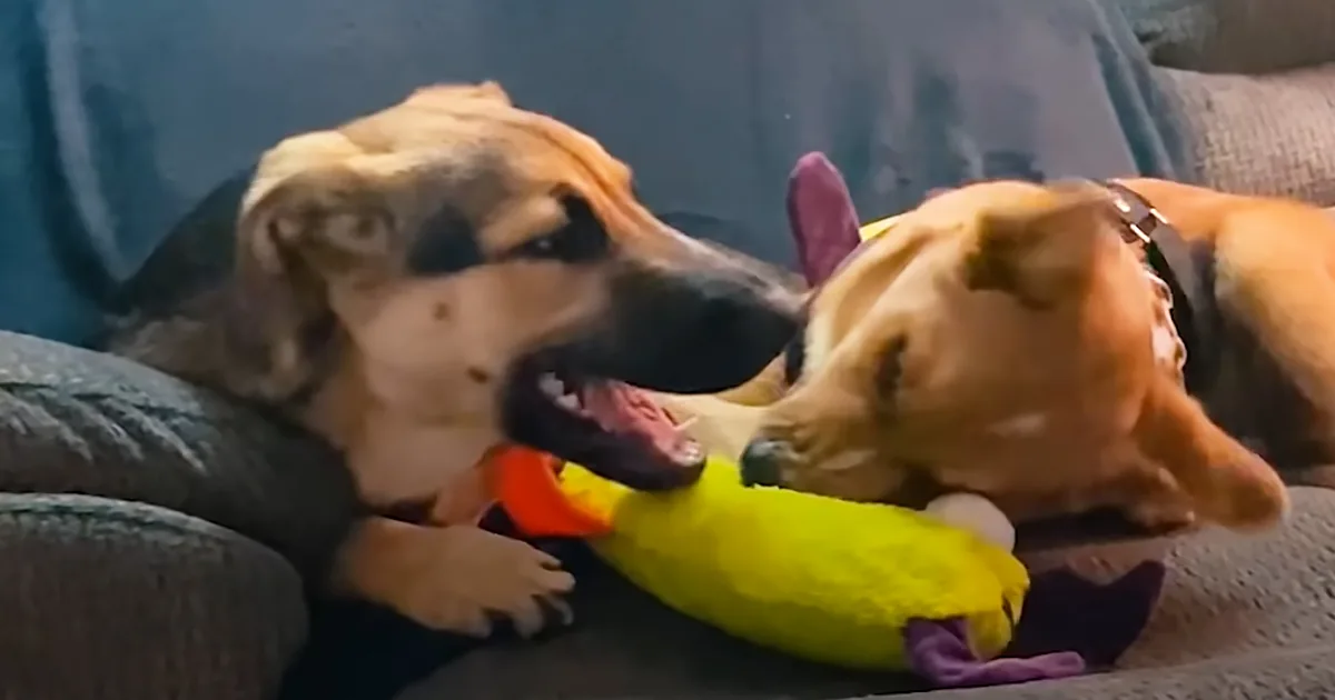 Two dogs playfully interact with a yellow toy, one biting it while the other looks on.