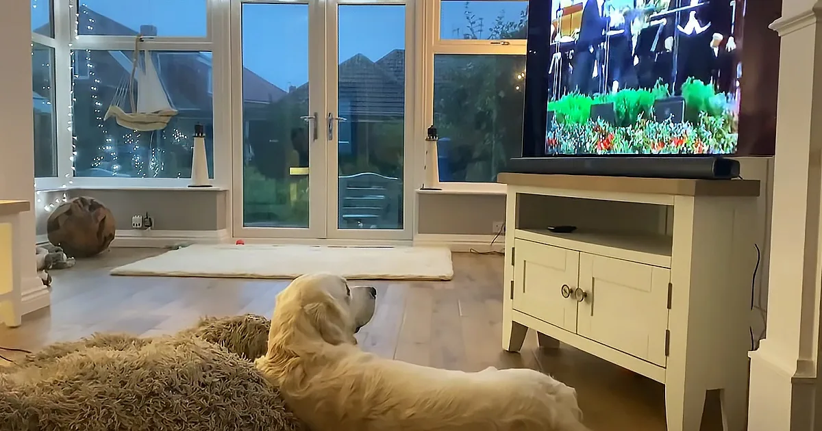 A golden retriever rests on a fluffy rug, watching a TV showing a band performing in a garden.