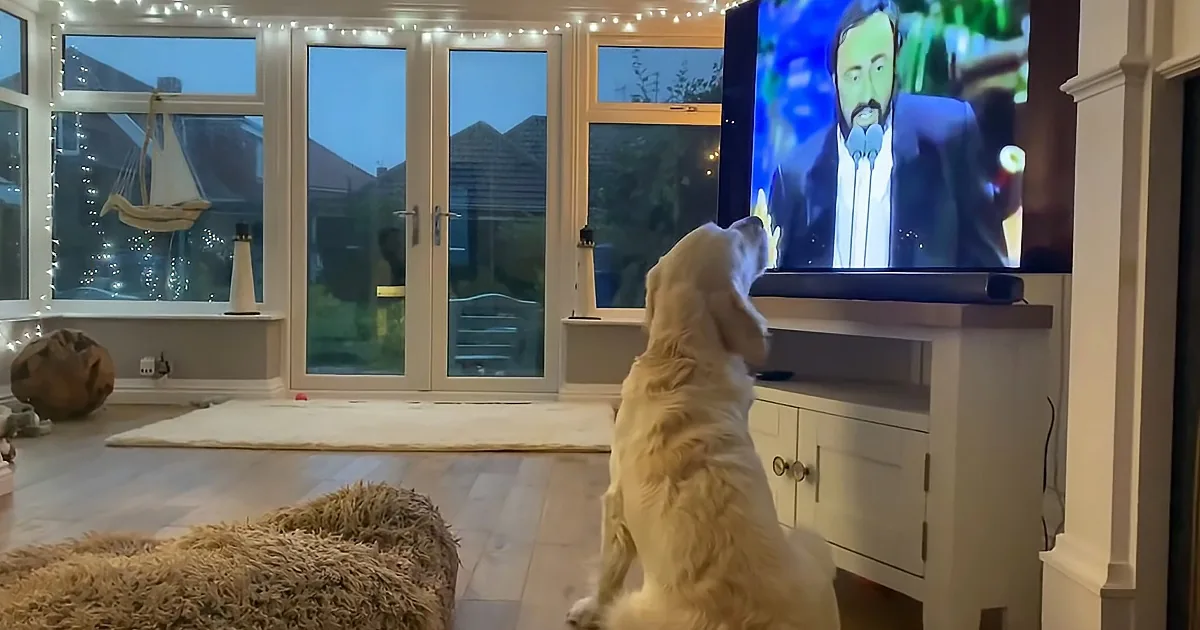 Labrador Sings Along With Favorite Tenor Pavarotti on 'O Sole Mio'