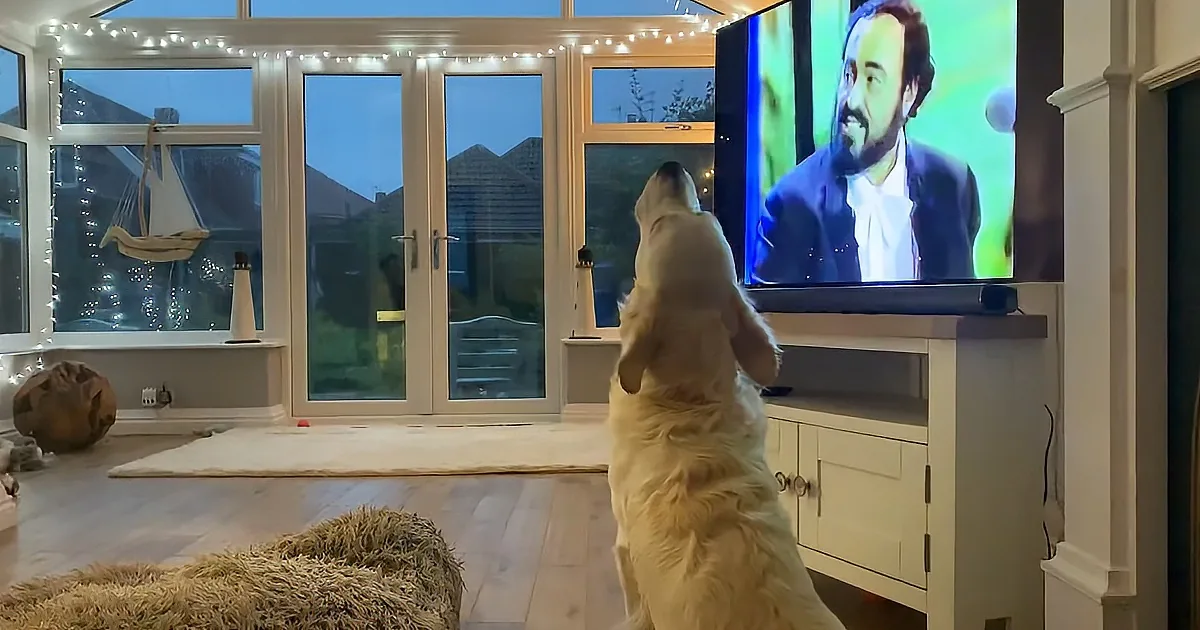 A golden retriever stands on hind legs, watching a TV showing a man with a beard.