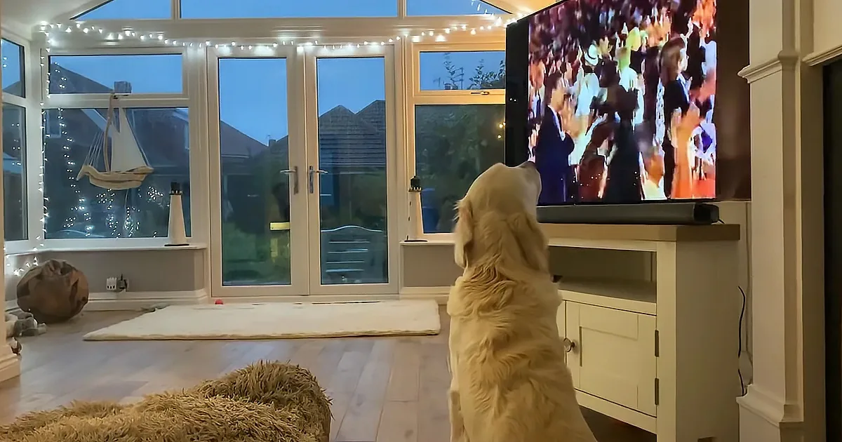 A golden retriever watches a TV showing a red carpet event, surrounded by festive lights and a cozy indoor setting.
