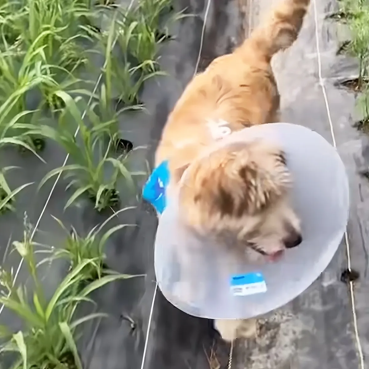 A dog wearing a transparent cone collar walks on a path surrounded by greenery.