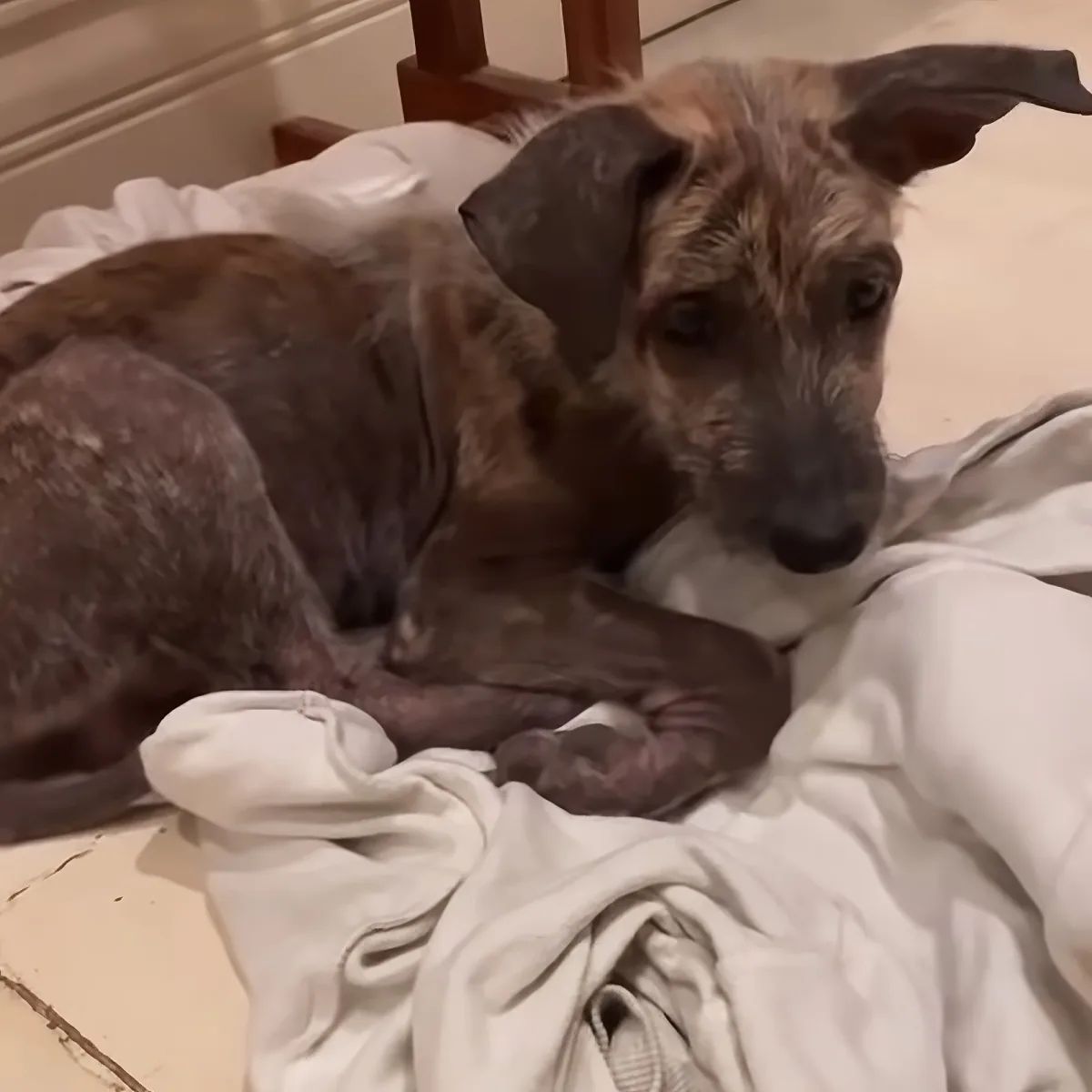 A scruffy brown dog with floppy ears rests on a white blanket, looking slightly tired.