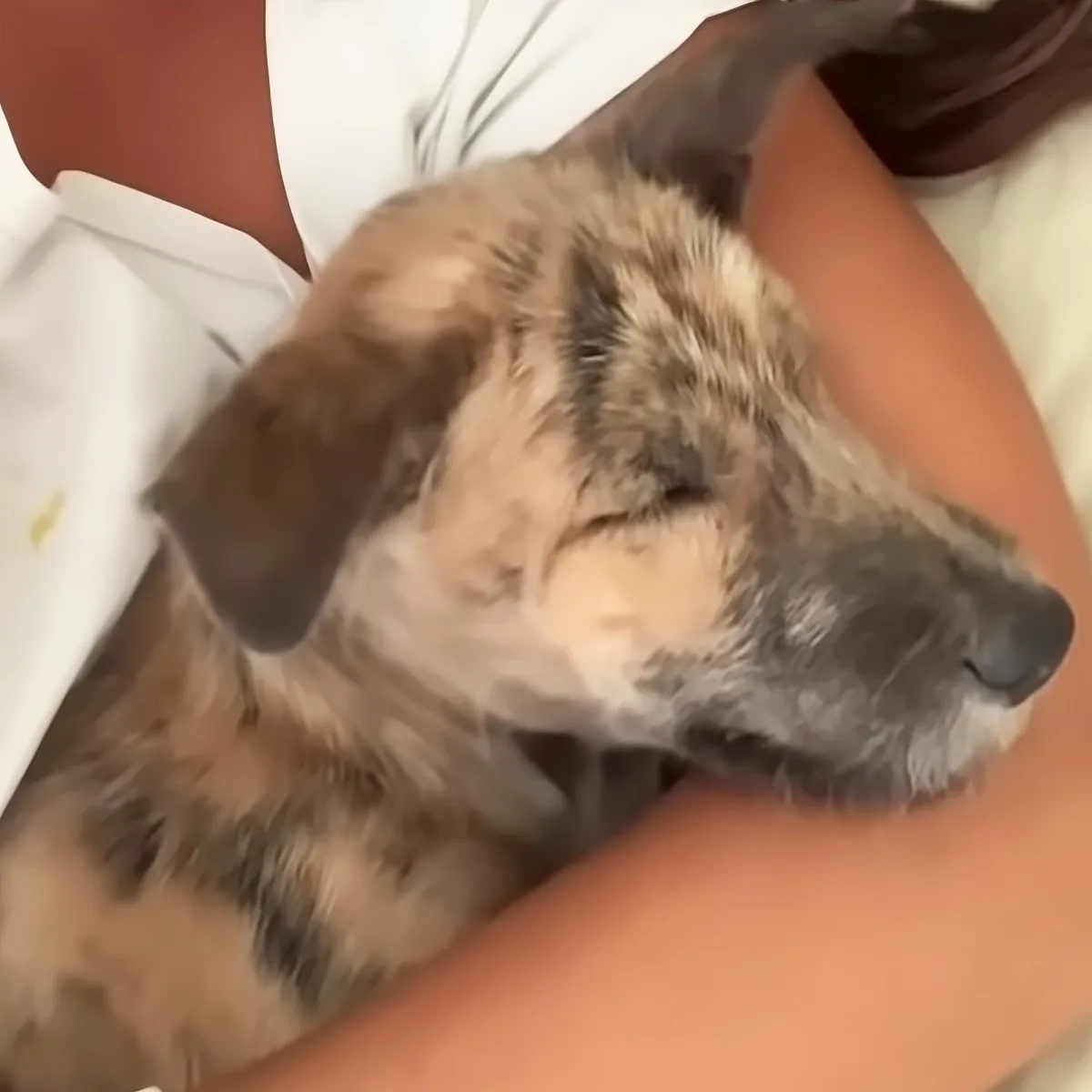 A small, light brown and black dog with closed eyes is being held by a person in a white shirt.
