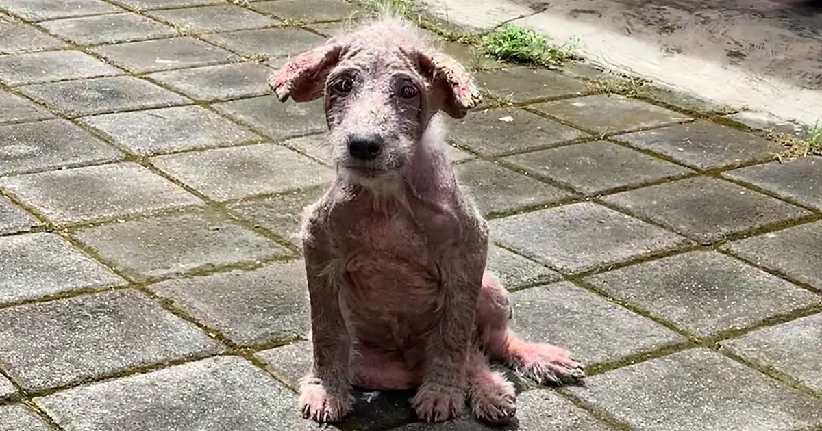 Bald Stray Puppy Is so Fluffy and Beautiful Now