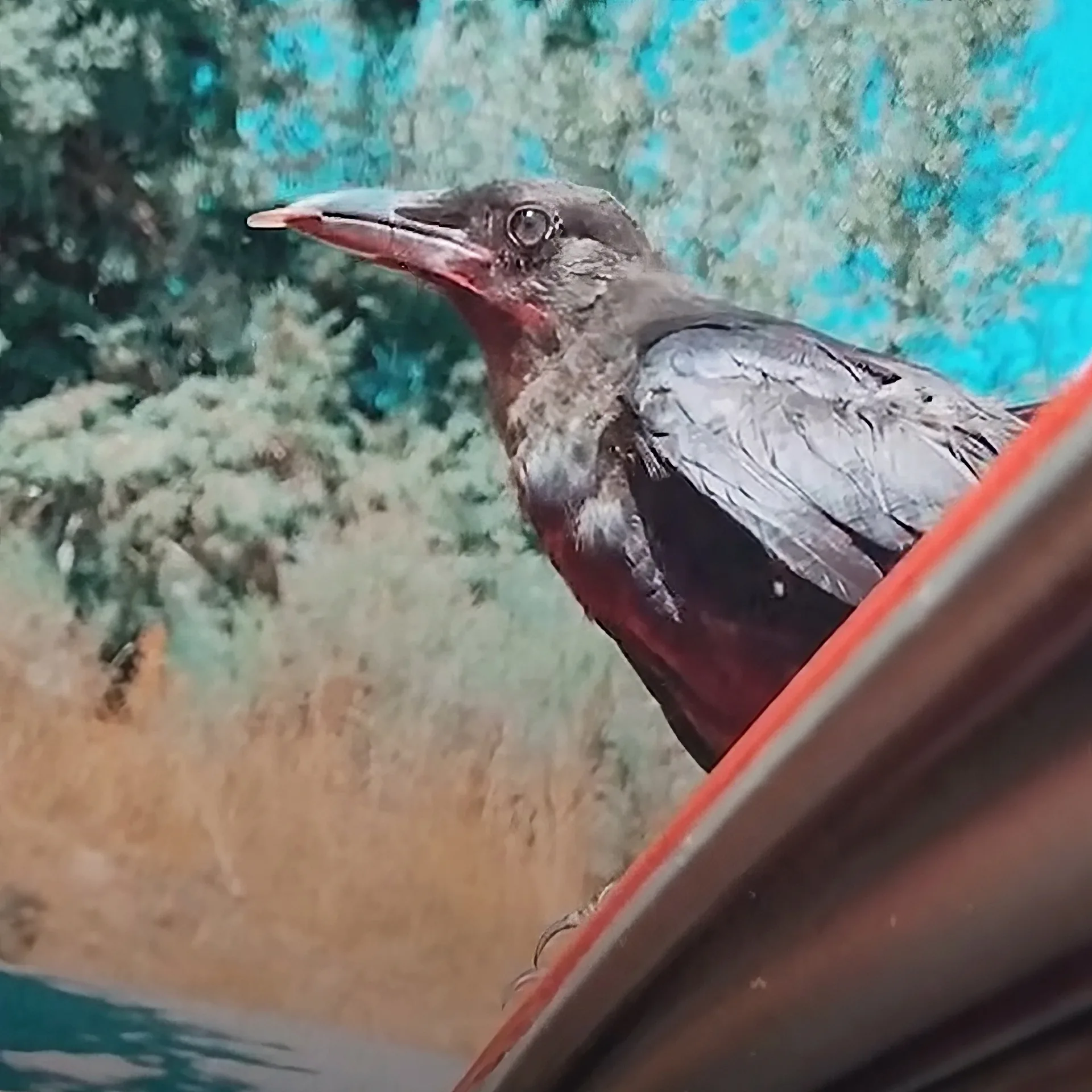 A crow with a long, curved beak perches on a red structure, with blurred greenery and water in the background.