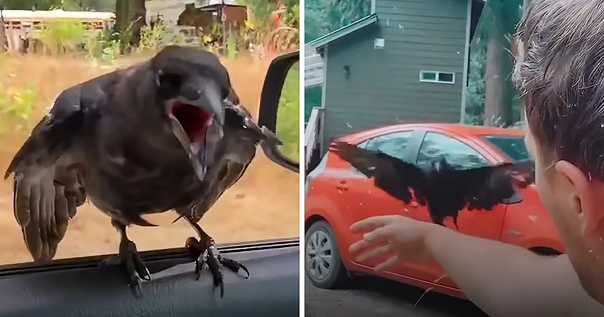 Playful Crow Follows This Man Everywhere and Even Brings Him Gifts