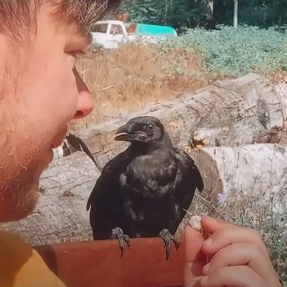 A person is feeding a black bird perched on their hand in an outdoor setting with grass and rocks.