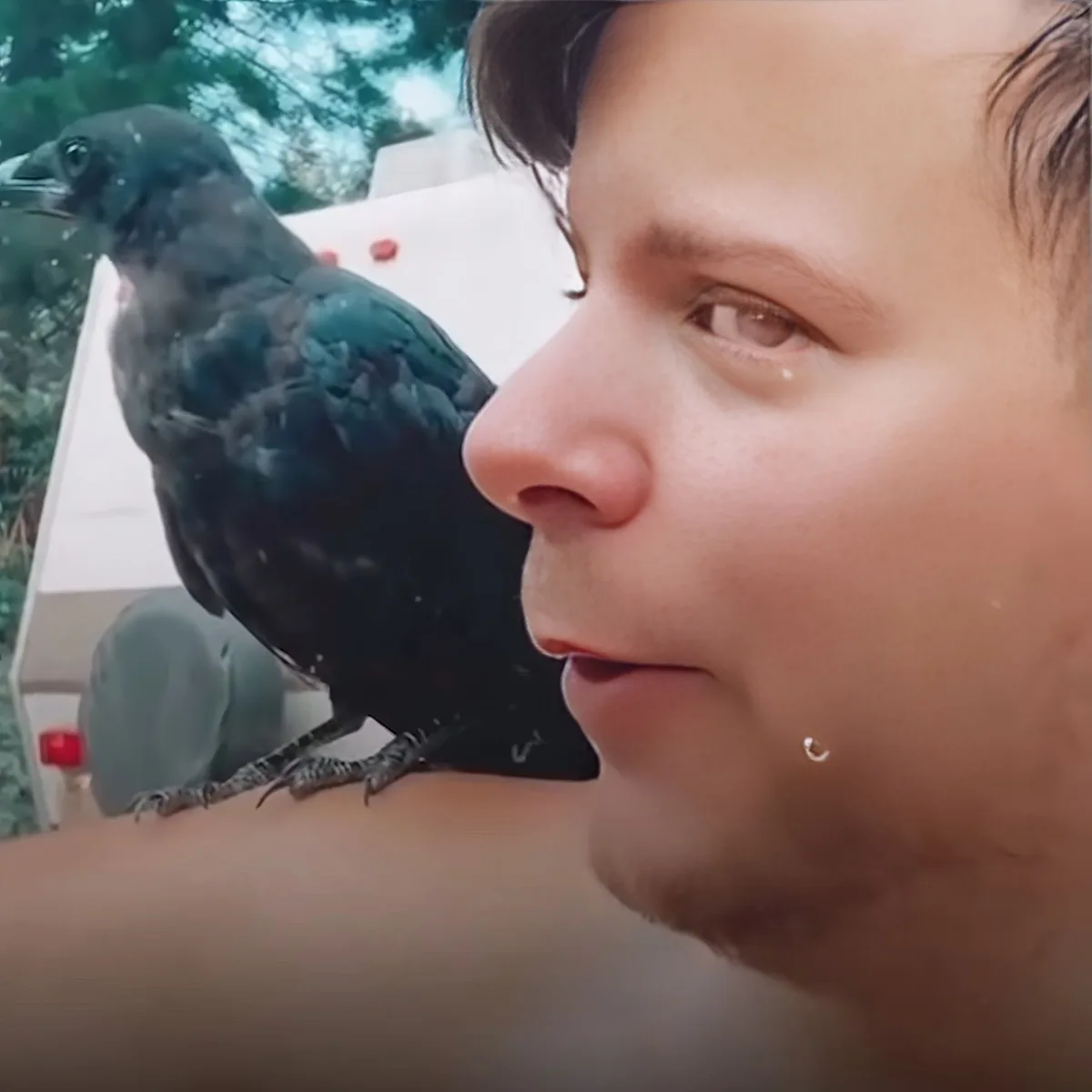 A person is holding a black bird on their shoulder, with the bird's beak near their face.