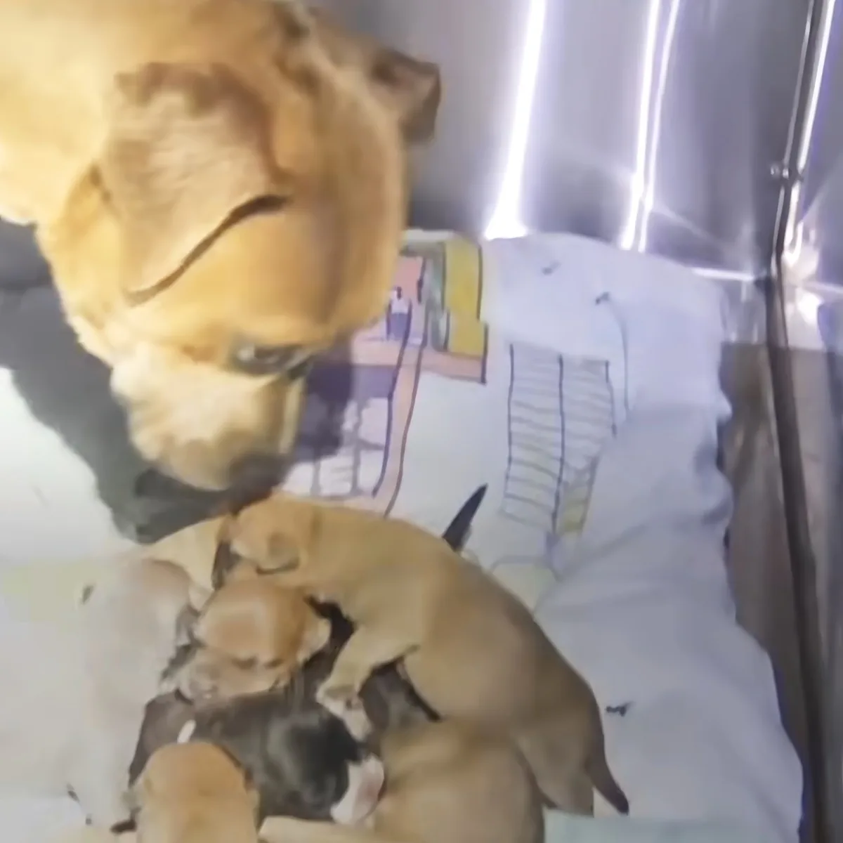 Mama dog and puppies