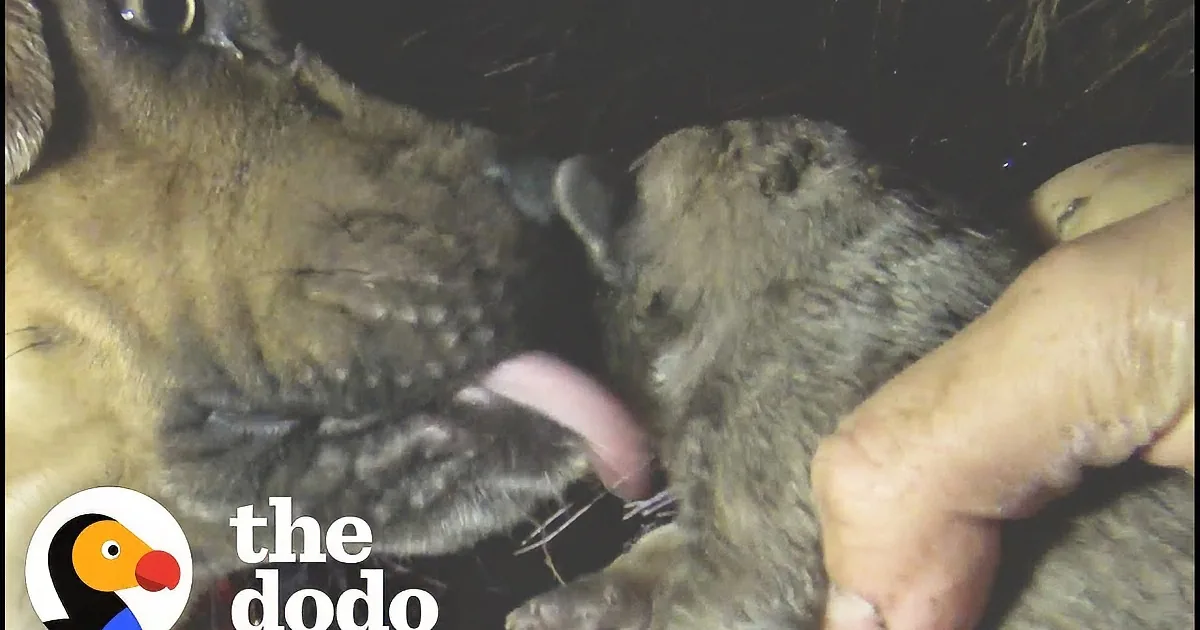 Mama Dog Instantly Trusts Rescuers Who Save Her Puppies During Storm
