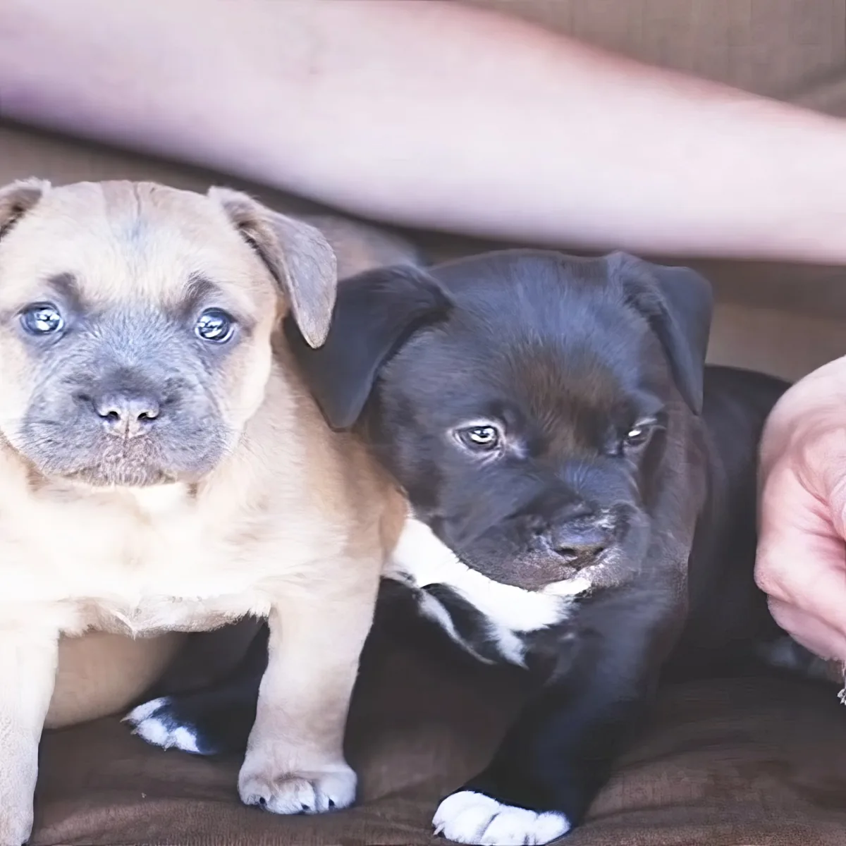 Two adorable puppies, one tan and one black, sit closely together on a brown surface.
