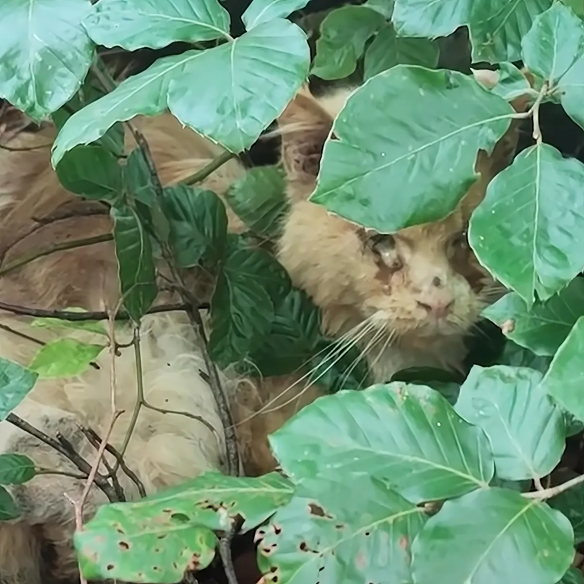 A fluffy, light-colored cat hides among large green leaves in a leafy environment.