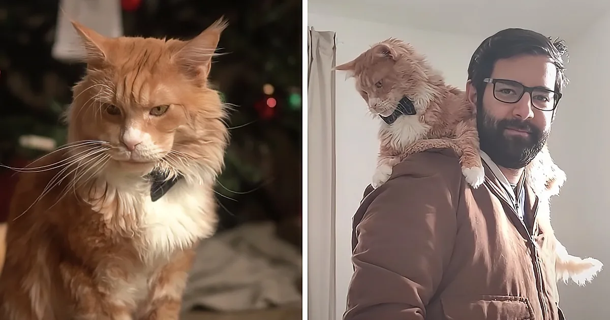 Rescued Cat Calls for His Parents With the Cutest Meow