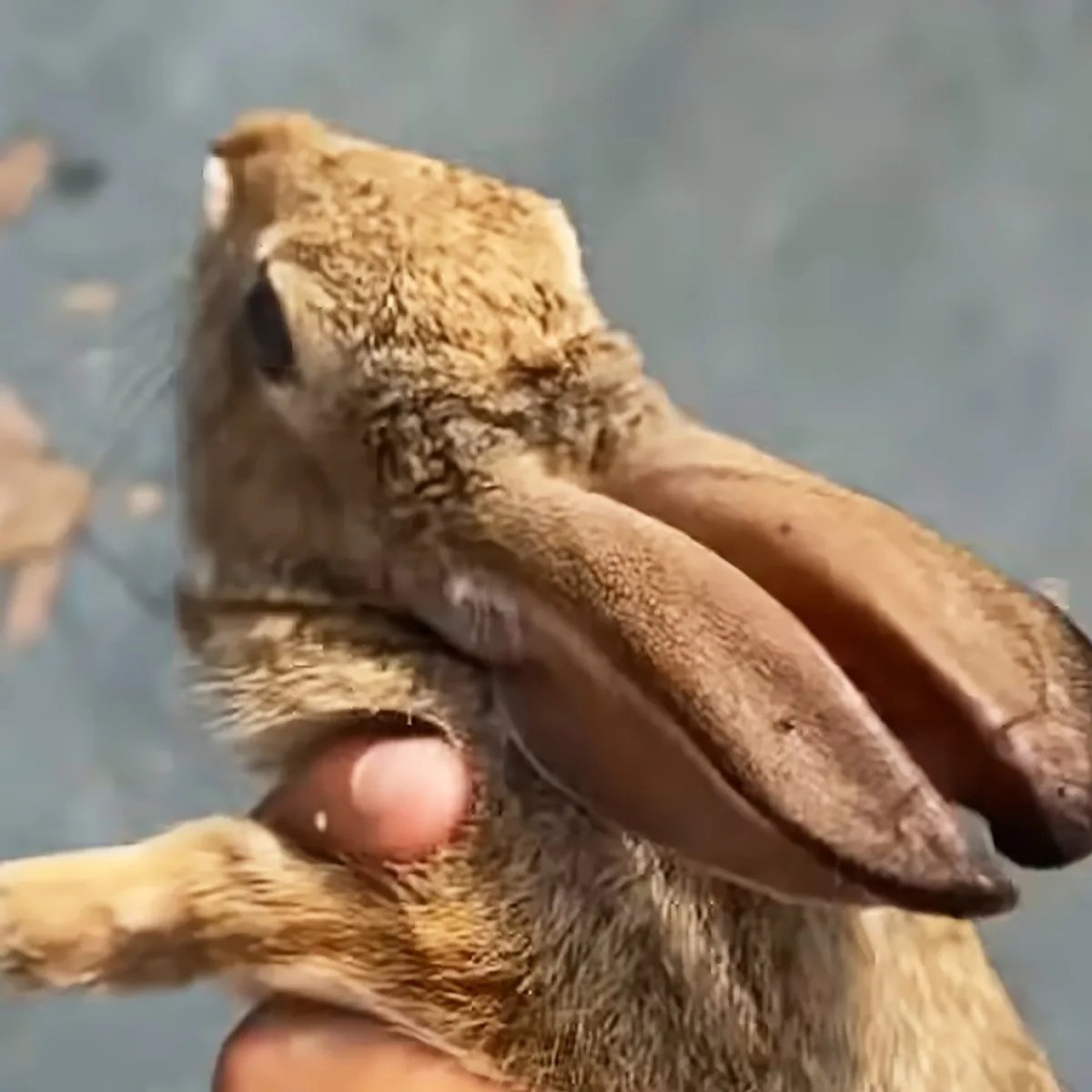 A close-up of a rabbit's face with its mouth open, showing its teeth, held by a hand.