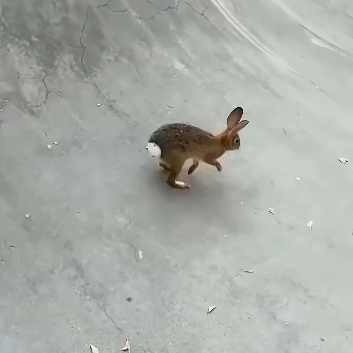 A rabbit with a white object in its mouth is running on a cracked concrete surface.