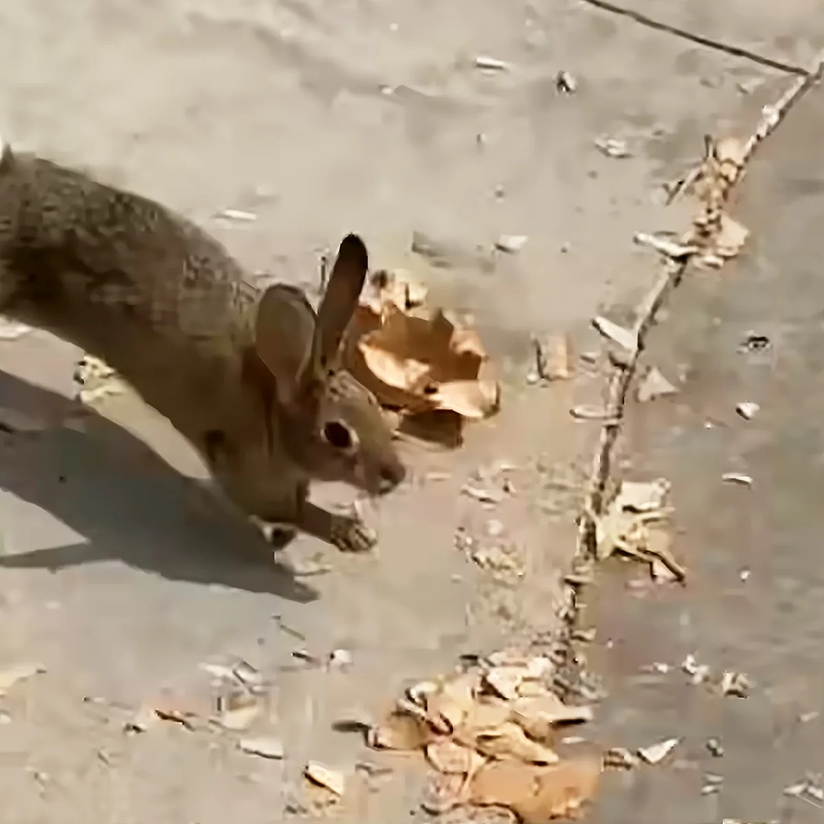 A squirrel is standing on a leaf-covered ground, looking down at the leaves.