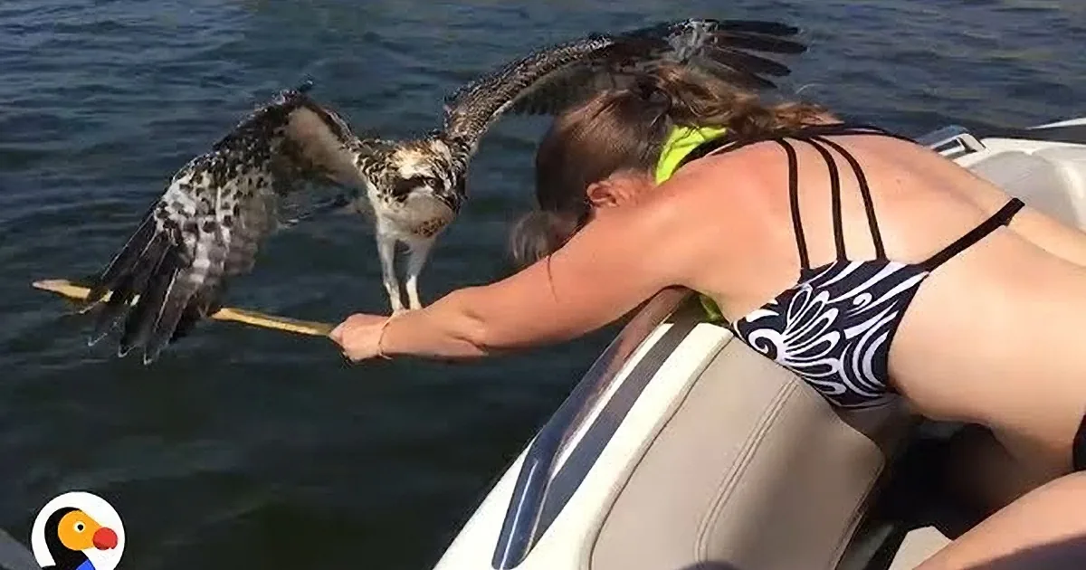 Fearless Woman Saves Osprey Bird From Drowning