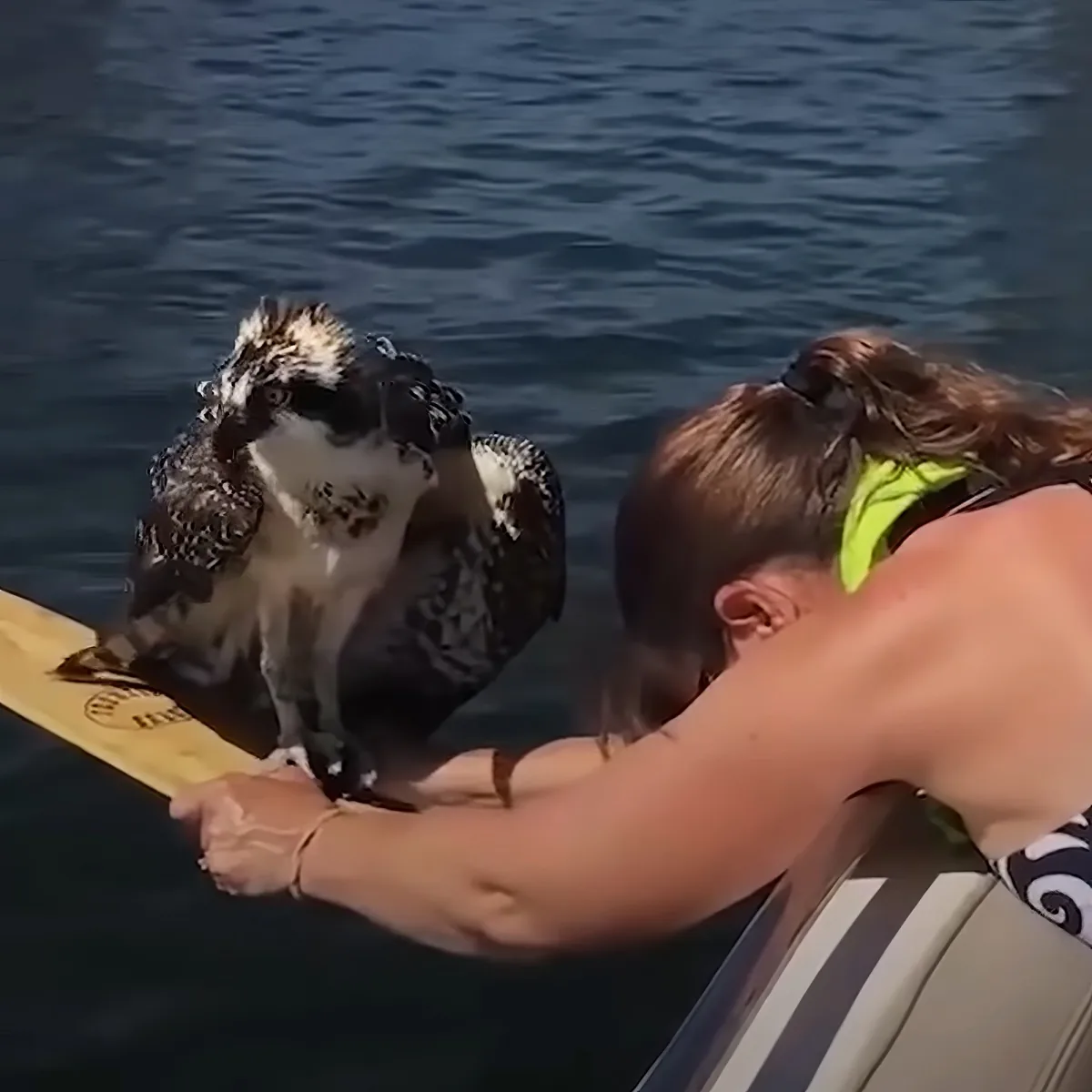 Woman saves Osprey bird