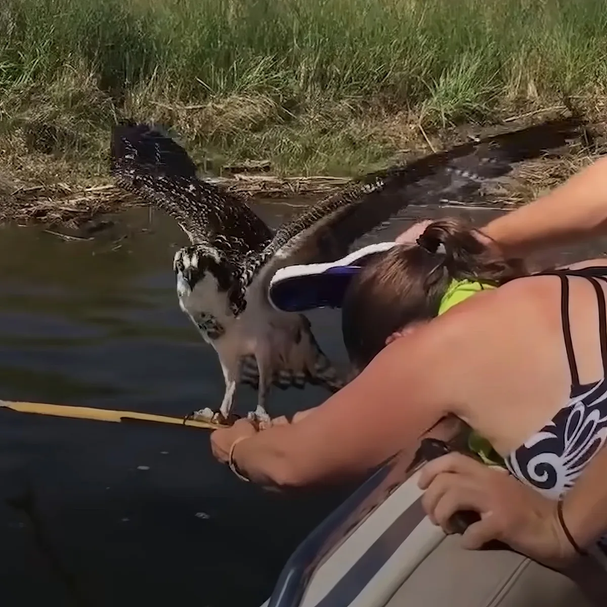 Woman saves Osprey bird