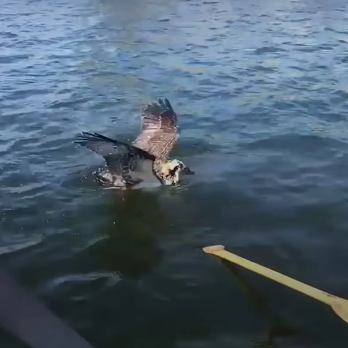 Woman saves Osprey bird