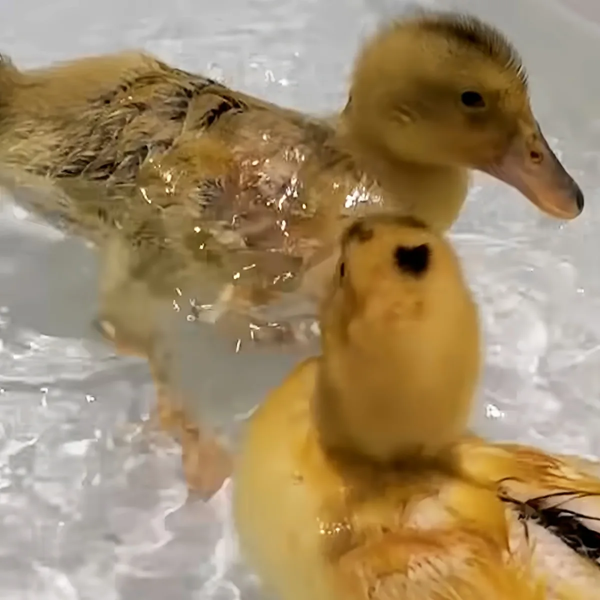 Two fluffy ducklings splash and play in clear water, their yellow feathers glistening.