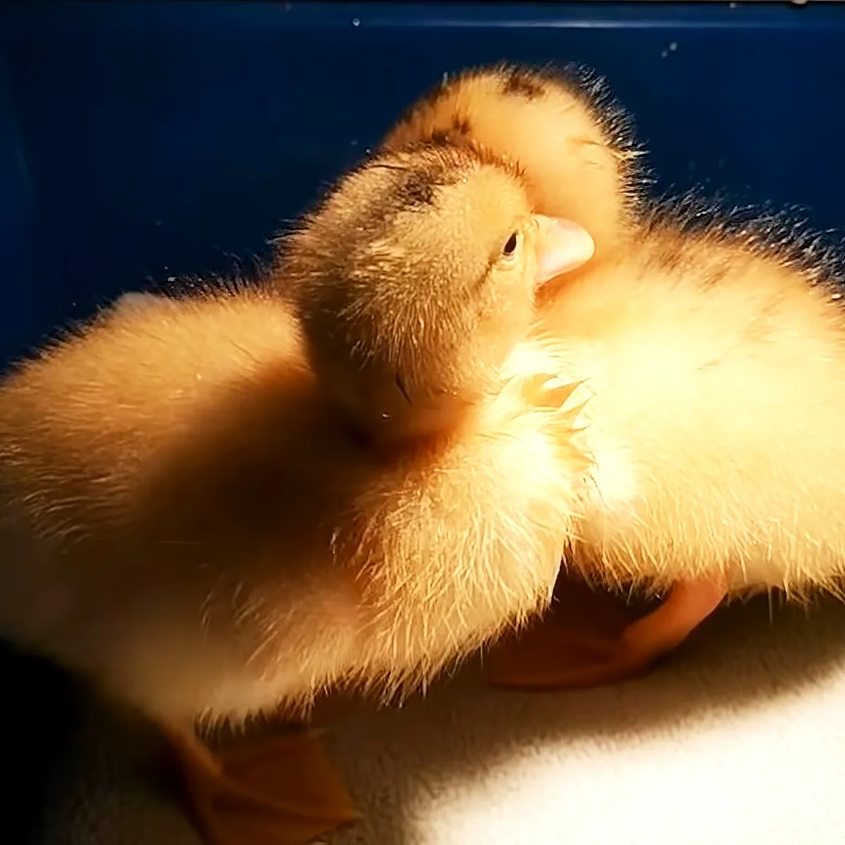 Two fluffy yellow ducklings cuddle closely, their soft feathers and beaks touching.