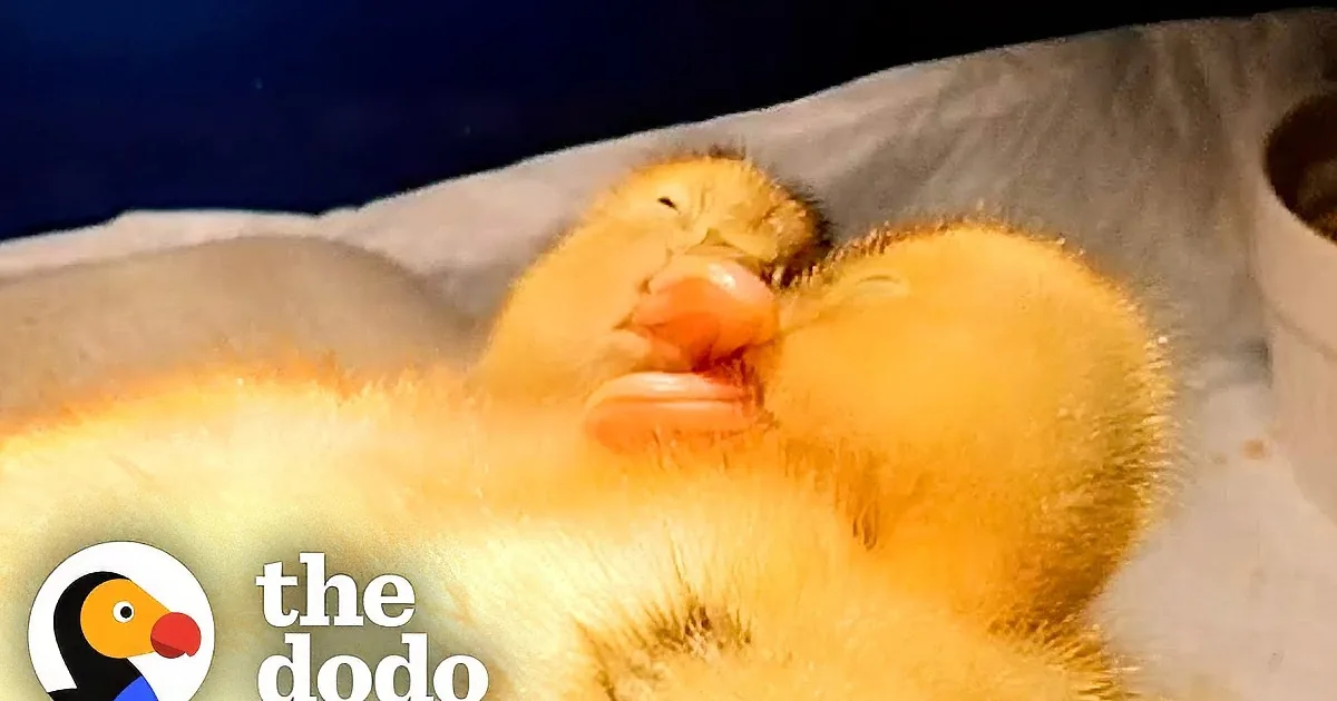 Two fluffy yellow ducklings stand side by side on a tiled floor, facing slightly different directions.