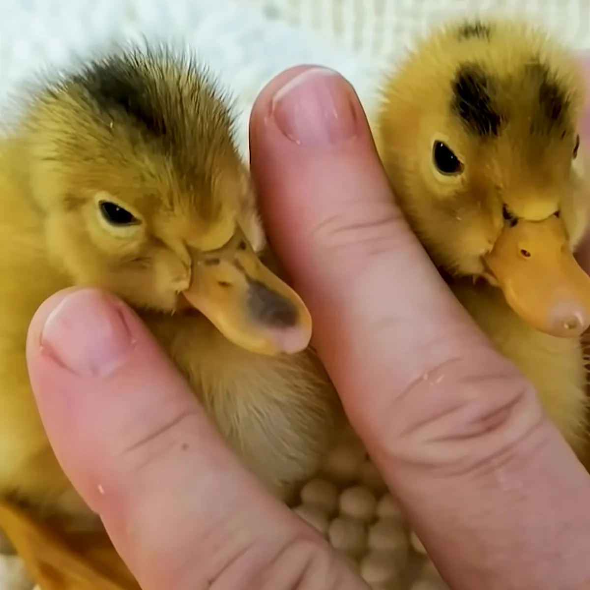 Two fluffy yellow ducklings are nestled between a person's fingers, looking adorable.