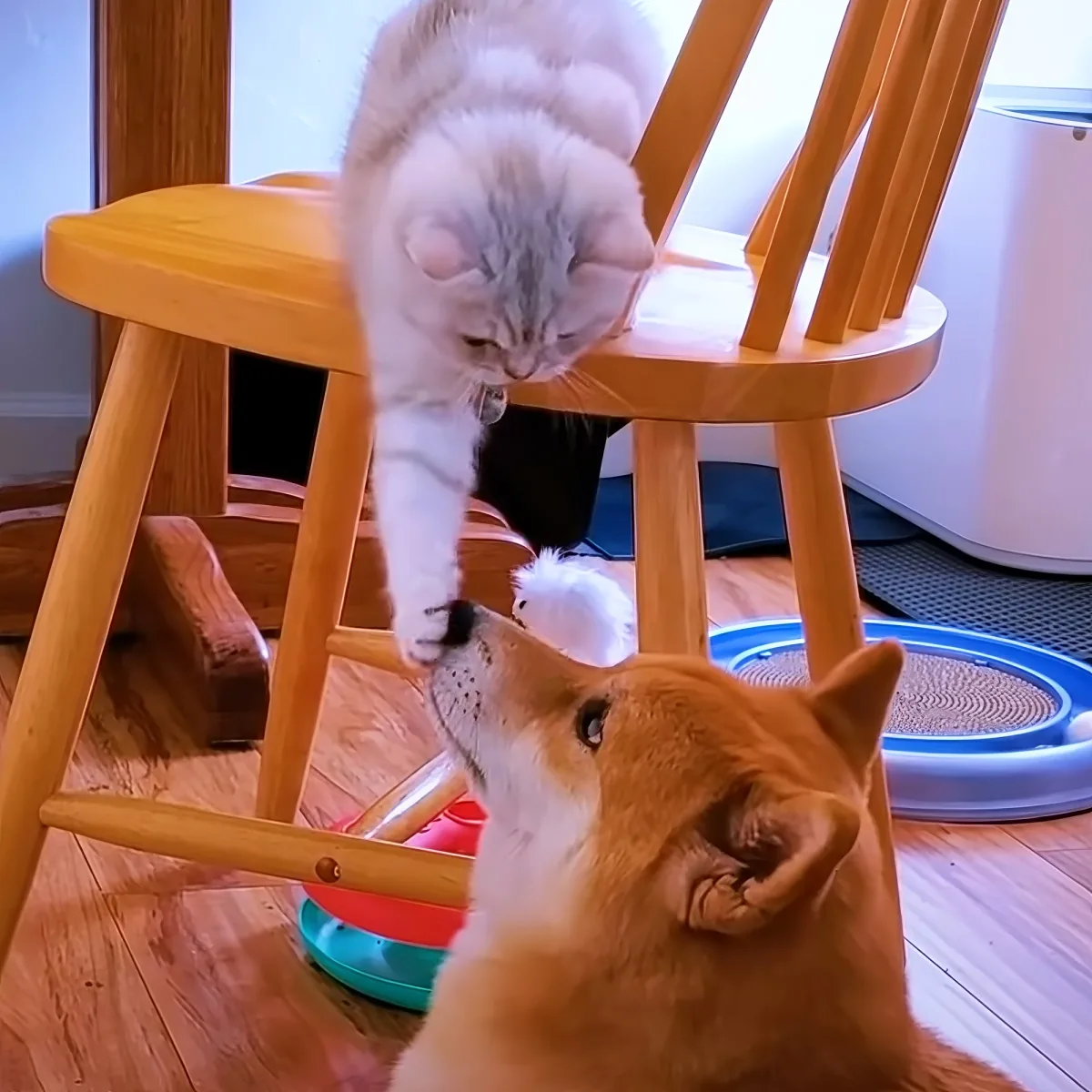 Adorable dog and cat