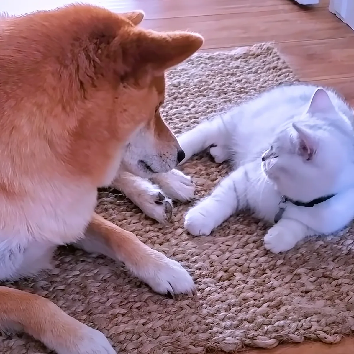 Adorable dog and cat