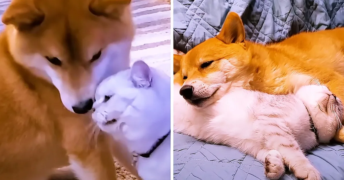 Dog Who Didn't Want a Sibling Now Cuddles With His Feline Brother