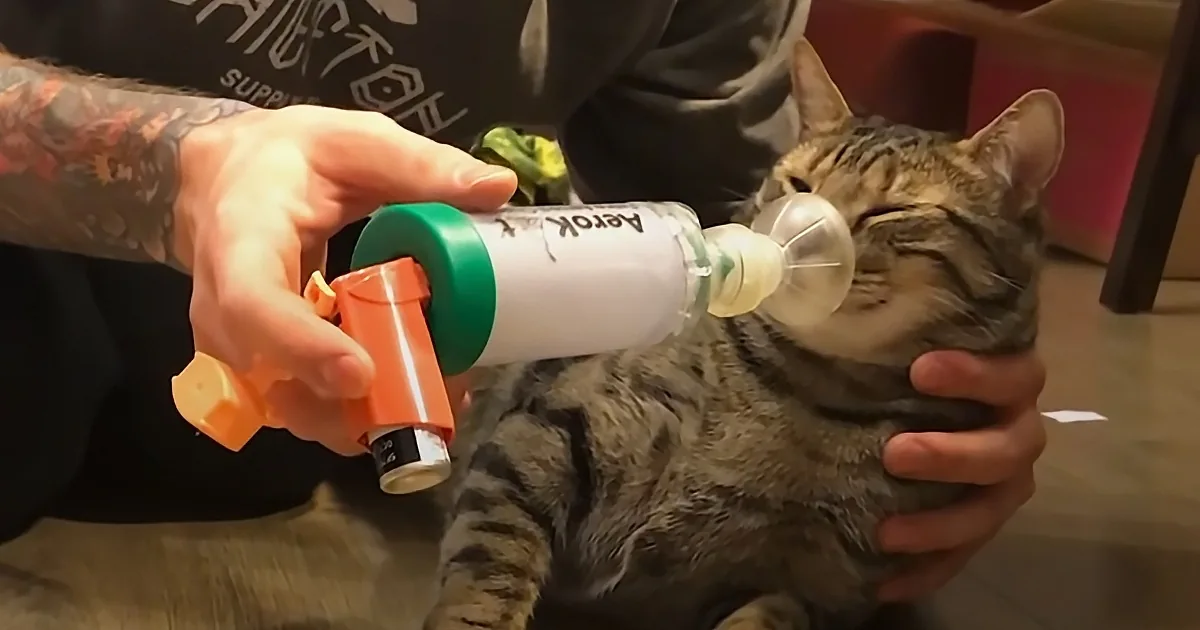 Cat-Dad Spends Hours Each Day Caring for Asthmatic Cat