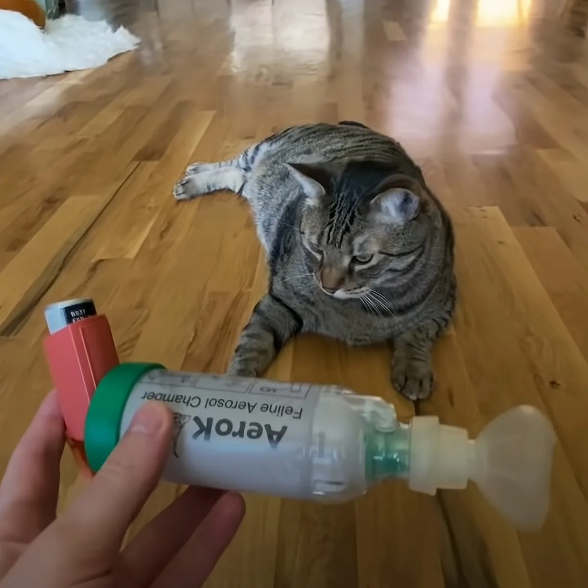 A tabby cat lies on a wooden floor, looking up at a hand holding an inhaler labeled "Aerok Feline Aerosol Chamber."