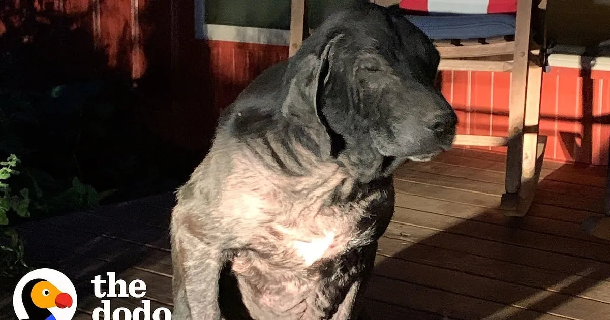 Stray Dog Walks a Long Way to Find His Forever Home