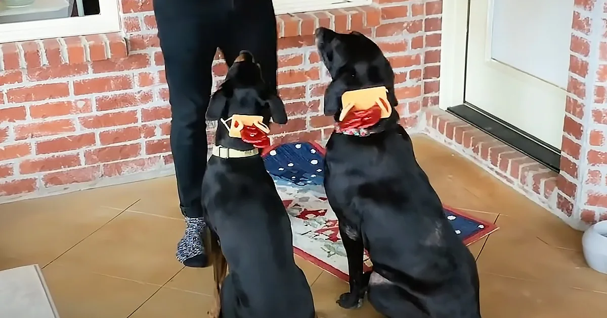 Two black dogs wearing festive collars sit attentively, facing a person in jeans and socks near a brick wall.