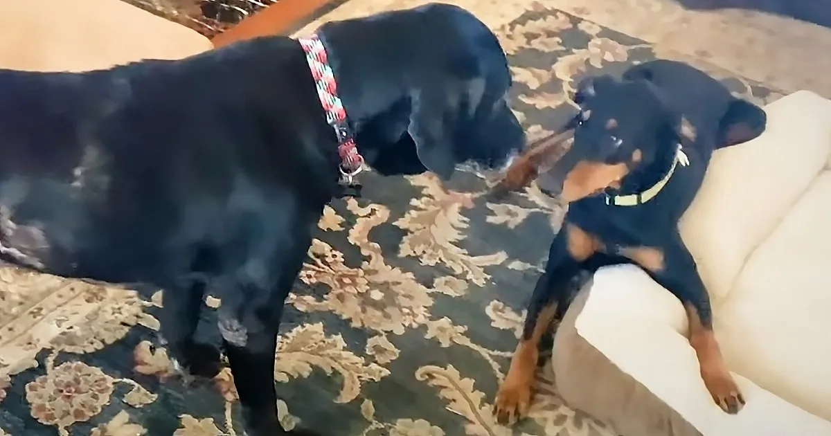 Two dogs playing
