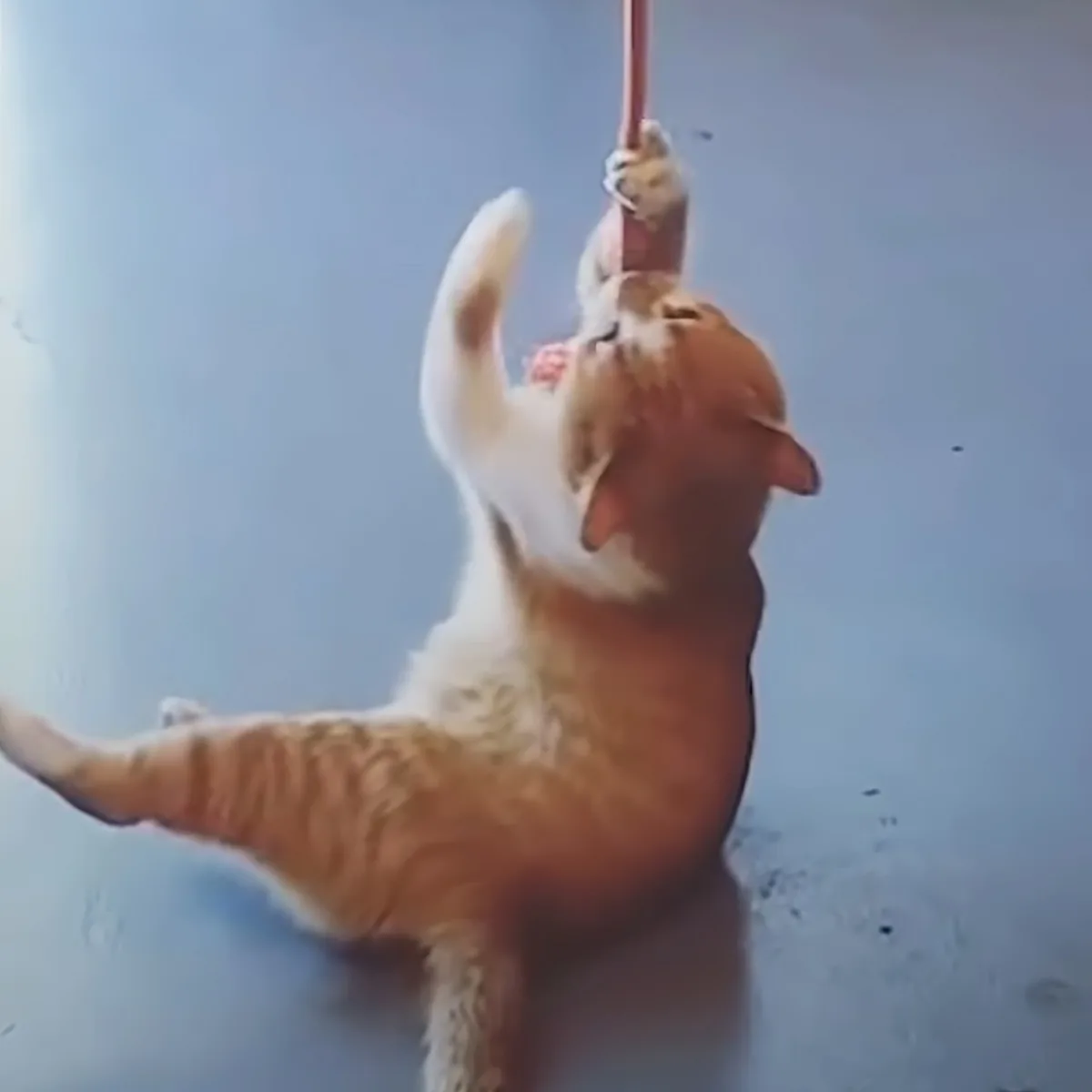 A cat is playfully hanging upside down, gripping a red pole with its paws.