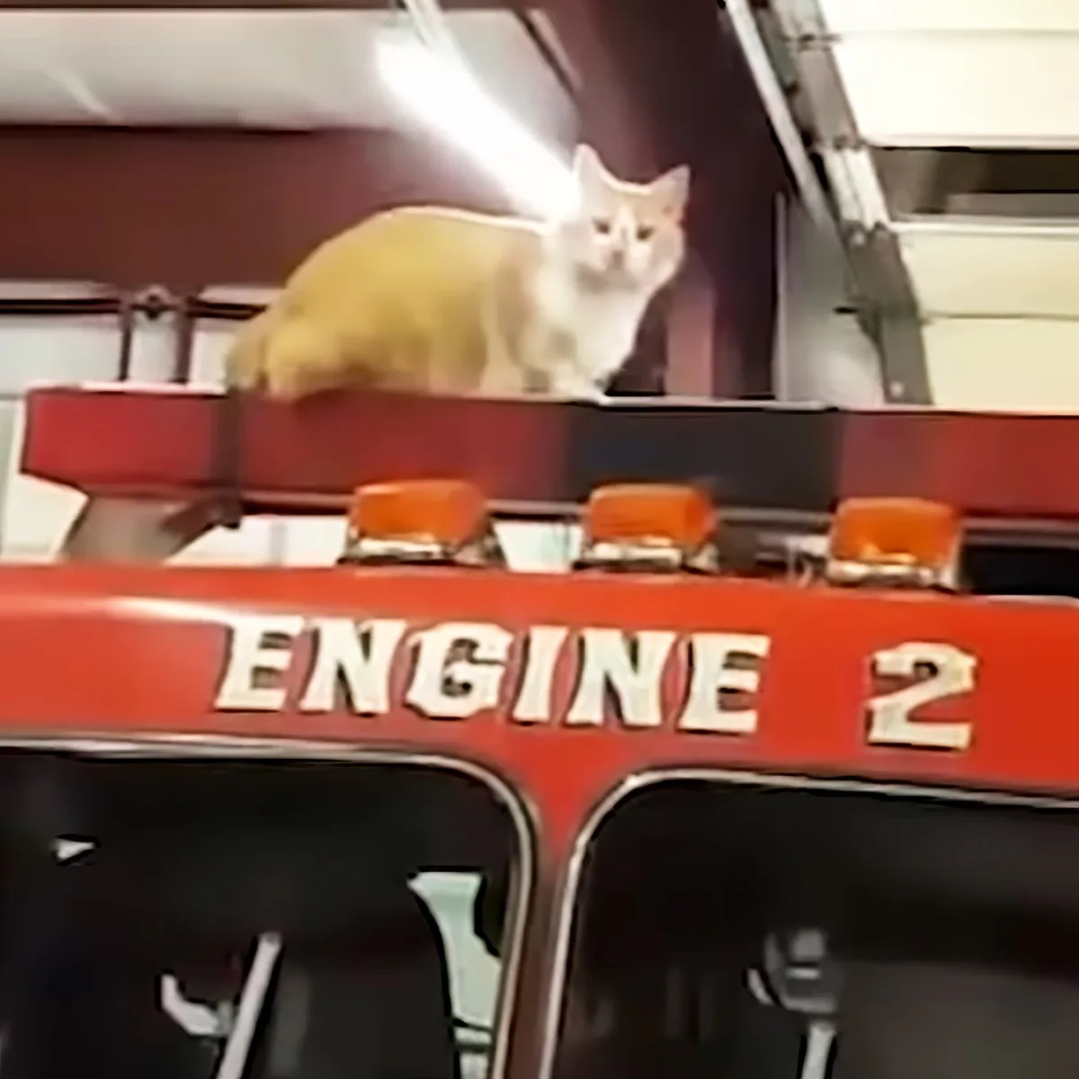 A cat sits atop a red fire truck labeled "Engine 2," with its back to the camera.