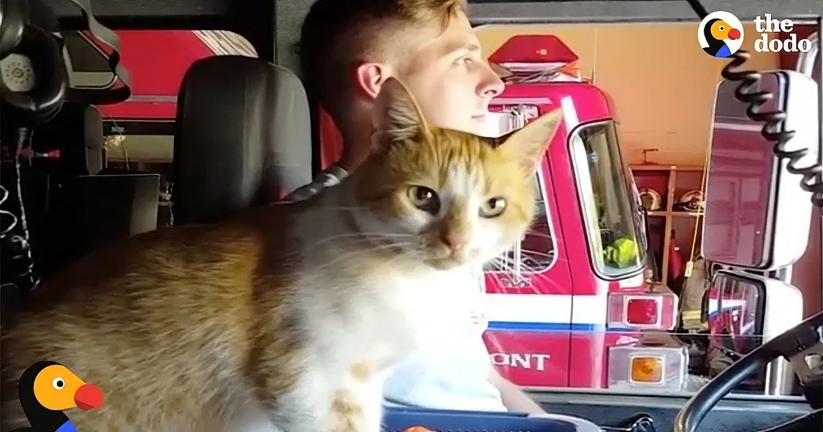Stray Cat Is the Newest Addition at a Local Fire House