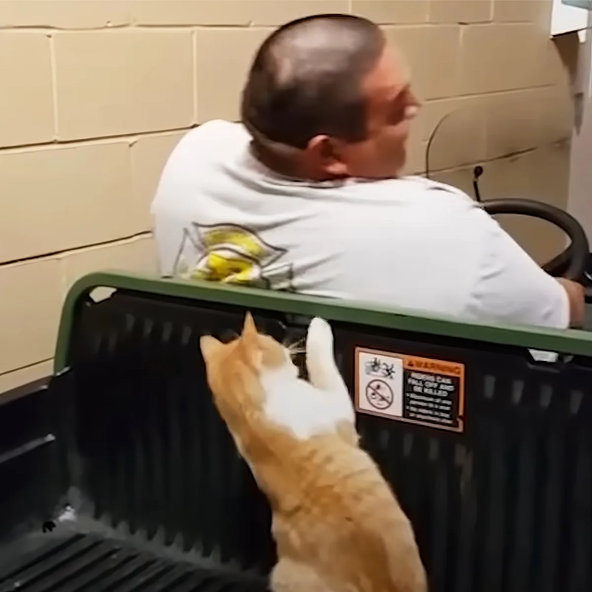 A man in a white shirt drives a vehicle while a ginger cat sits on the back, looking up.