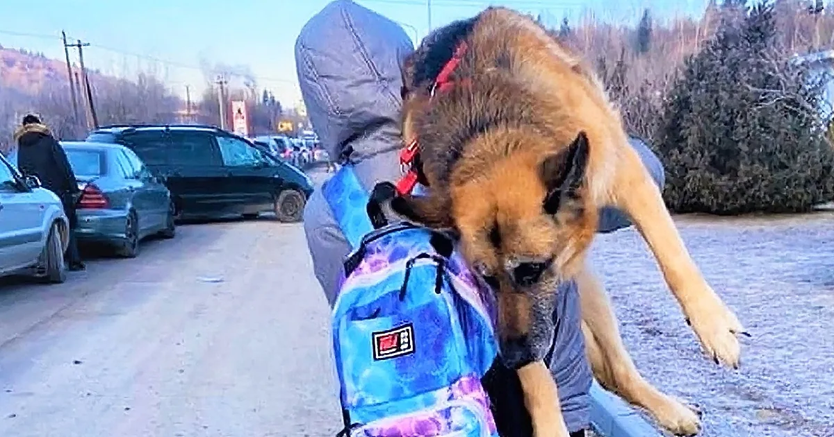 A German Shepherd dog is climbing onto a person's back, wearing a blue backpack, in a parking lot with cars and trees in...