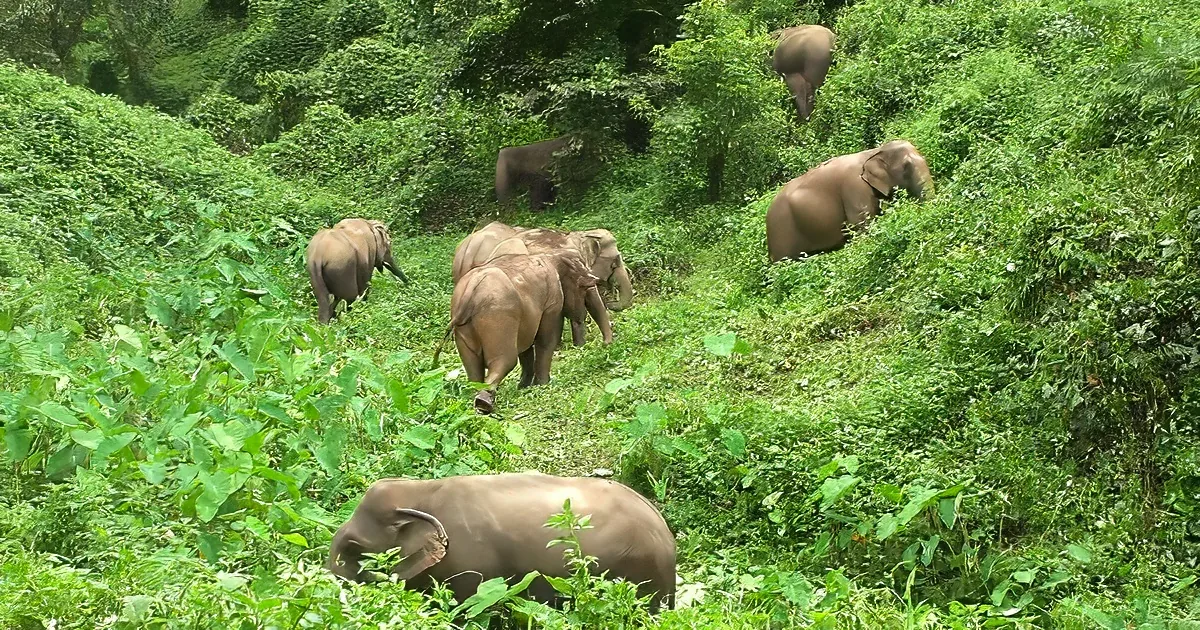Elephants forage amidst lush greenery in a dense jungle.