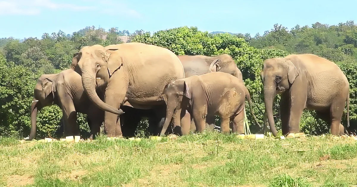 A herd of elephants, including a baby, stands on a grassy field with trees in the background.