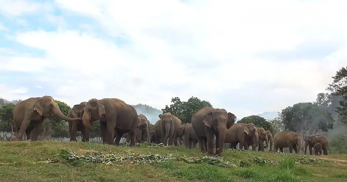A herd of elephants stands on a grassy hillside, surrounded by trees and under a partly cloudy sky.