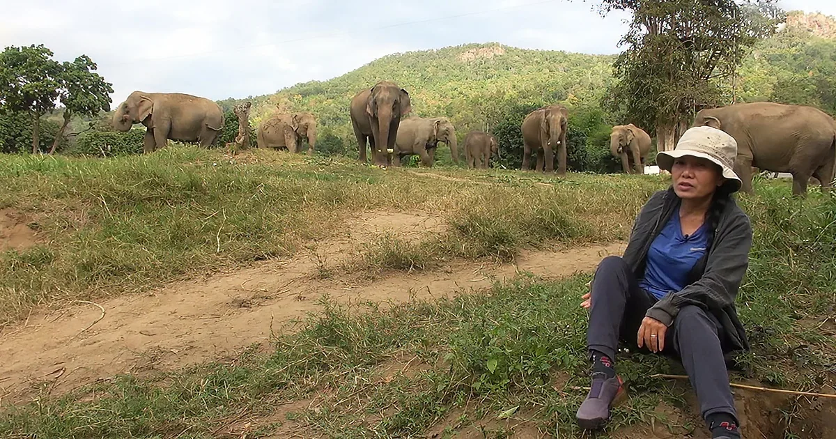 A woman sits on a bench, observing a herd of elephants grazing in a grassy field with a forested hill in the background.